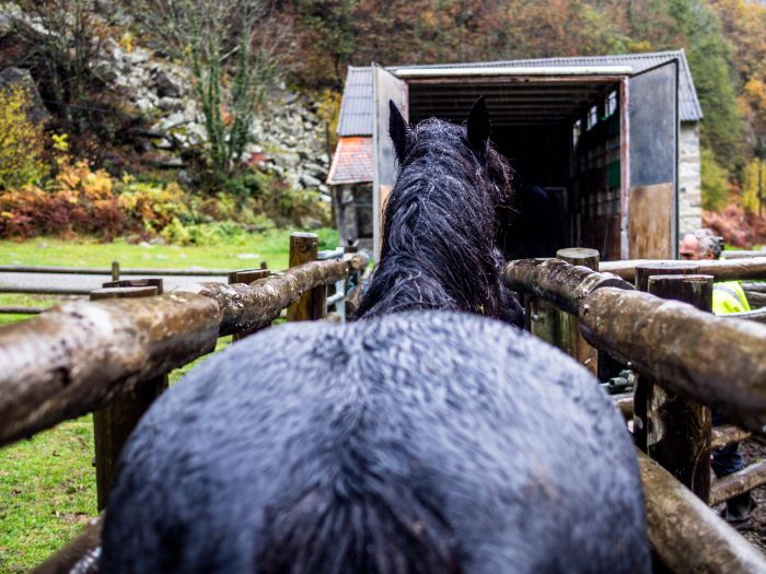 Cheval de Mérens du domaine de Sié