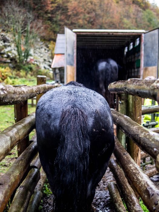 Cheval de Mérens du domaine de Sié