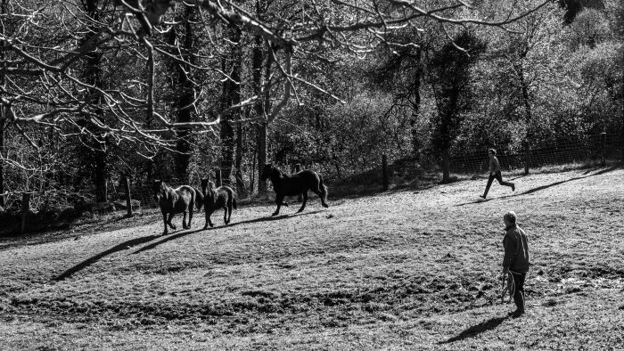 Cheval de Mérens du domaine de Sié