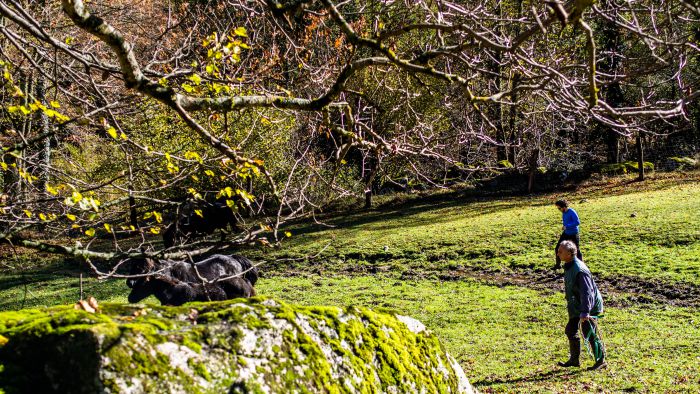 Cheval de Mérens du domaine de Sié