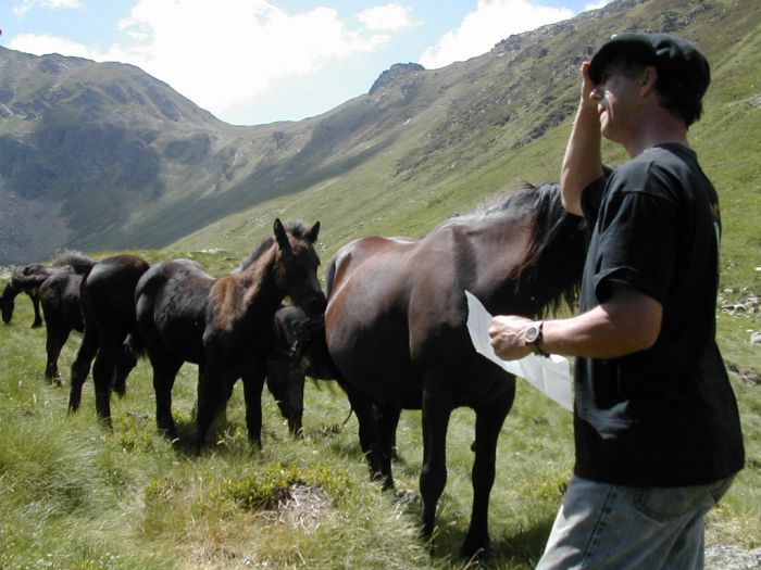 Cheval de Mérens du domaine de Sié