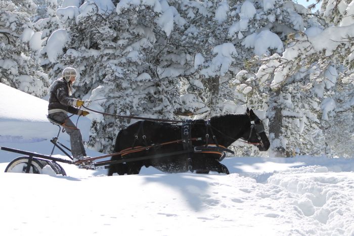 Cheval de Mérens du domaine de Sié