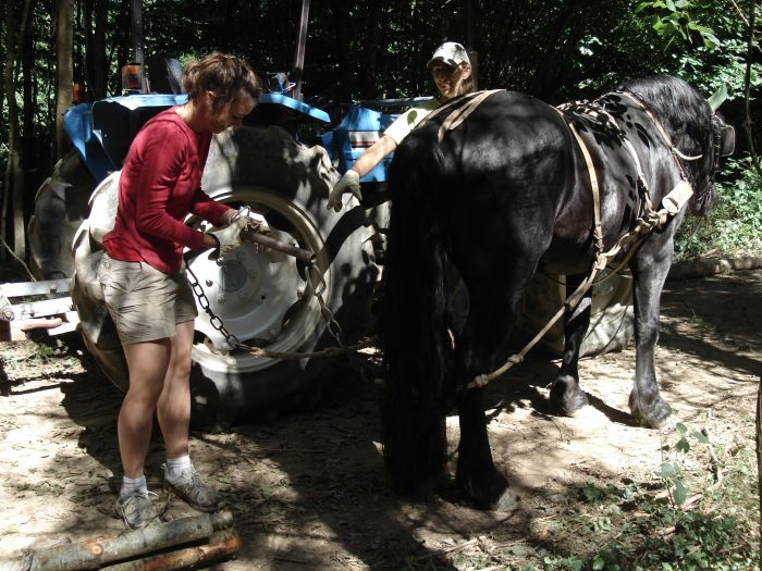 Cheval de Mérens du domaine de Sié