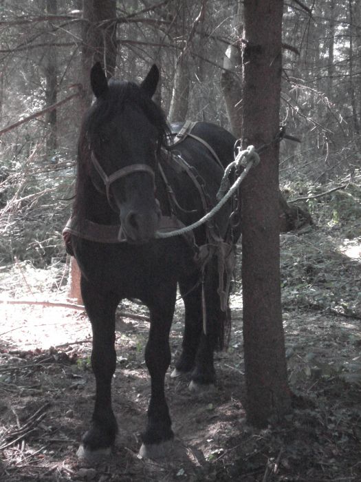 Cheval de Mérens du domaine de Sié