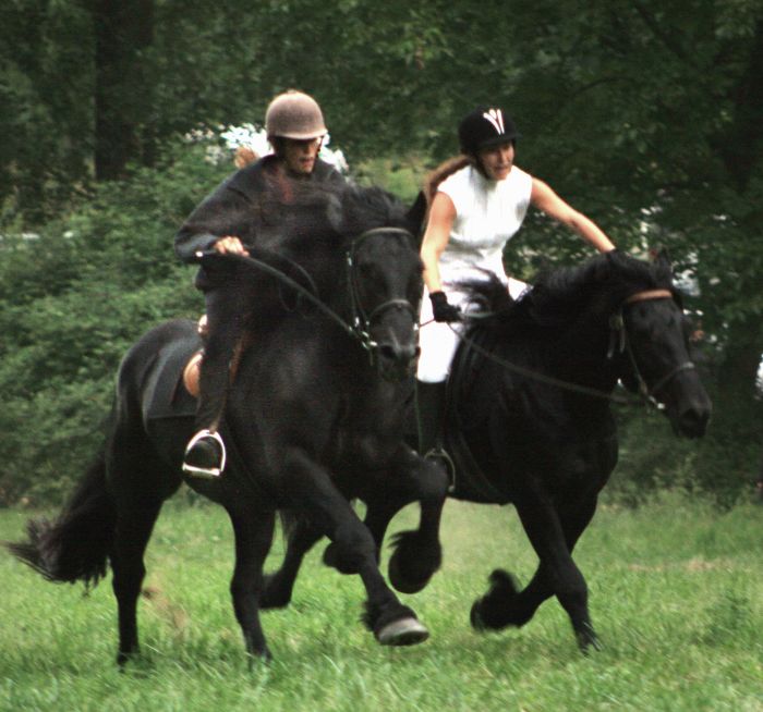 Cheval de Mérens du domaine de Sié