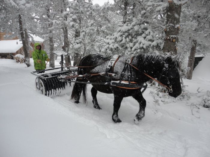 Cheval de Mérens du domaine de Sié