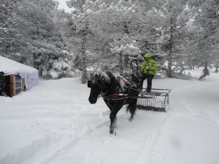 Cheval de Mérens du domaine de Sié