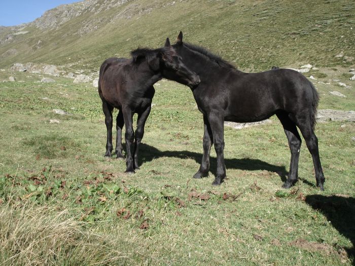 Cheval de Mérens du domaine de Sié