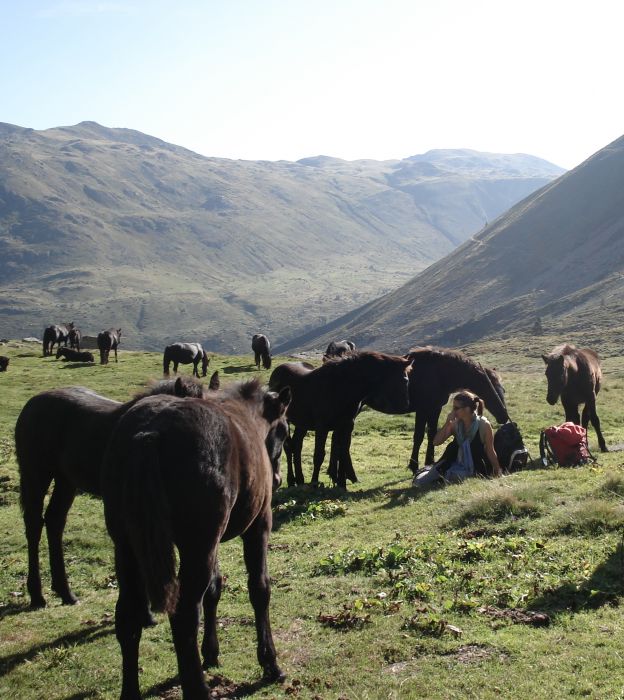 Cheval de Mérens du domaine de Sié