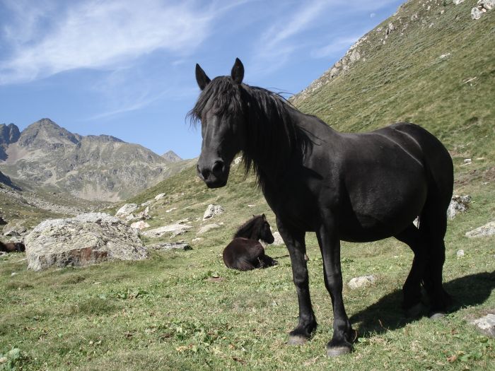 Cheval de Mérens du domaine de Sié