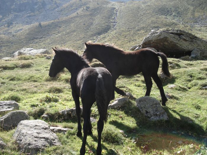 Cheval de Mérens du domaine de Sié