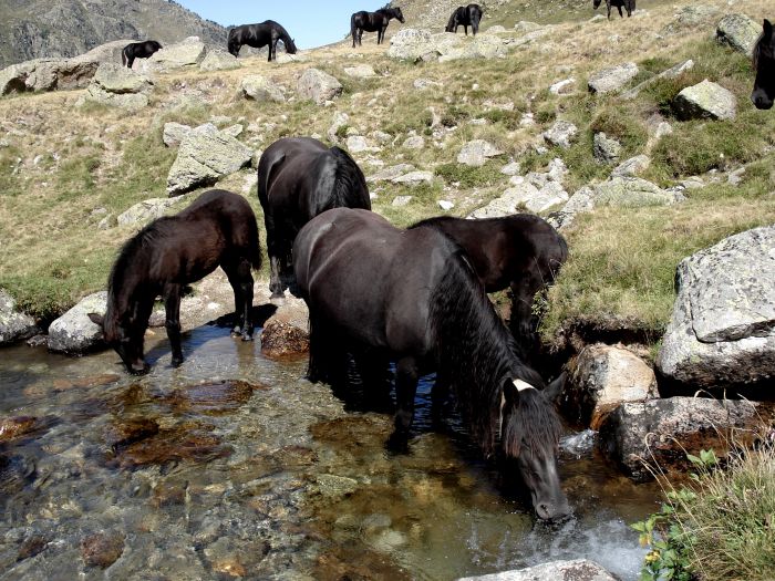 Cheval de Mérens du domaine de Sié