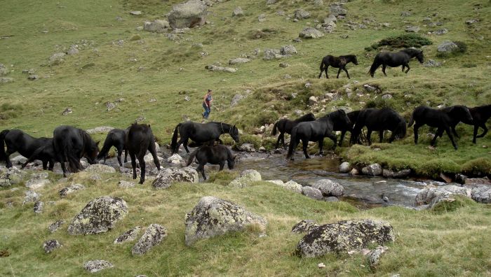 Cheval de Mérens du domaine de Sié