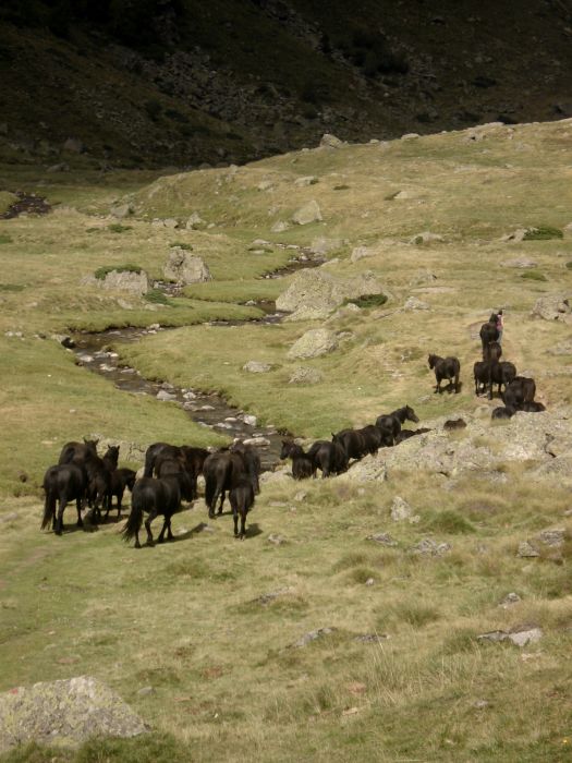 Cheval de Mérens du domaine de Sié