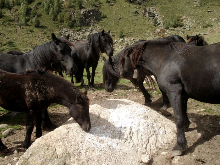 Cheval de Mérens du domaine de Sié