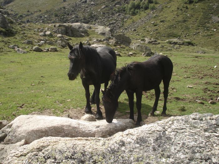 Cheval de Mérens du domaine de Sié