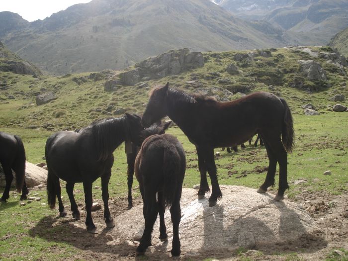 Cheval de Mérens du domaine de Sié