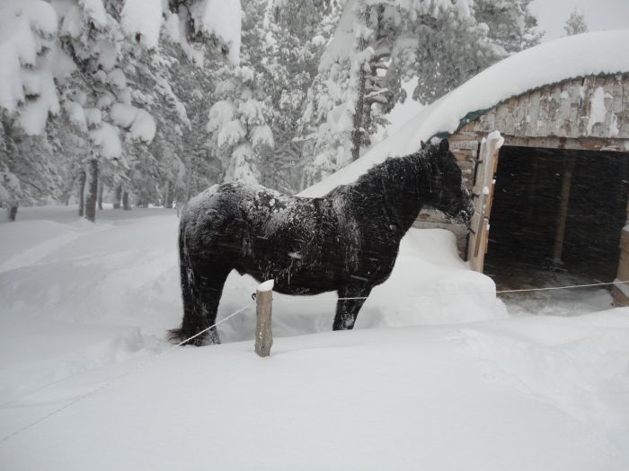 Cheval de Mérens du domaine de Sié